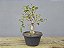 Pré Bonsai Fícus Organensis 7 Anos - Imagem 4