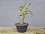 Pré Bonsai Fícus Organensis 7 Anos - Imagem 5