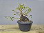 Pré Bonsai Fícus Organensis 9 Anos - Imagem 1