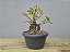 Pré Bonsai Fícus Organensis 9 Anos - Imagem 3