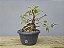 Pré Bonsai Fícus Organensis 9 Anos - Imagem 4