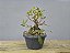 Pré Bonsai Fícus Organensis 9 Anos - Imagem 5