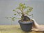 Pré Bonsai Fícus Organensis 9 Anos - Imagem 2