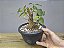 Pré Bonsai Fícus Organensis 7 Anos - Imagem 2
