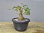 Pré Bonsai Fícus Organensis 7 Anos - Imagem 1