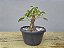 Pré Bonsai Fícus Organensis 7 Anos - Imagem 3