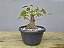 Pré Bonsai Fícus Organensis 7 Anos - Imagem 4