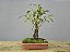 Pré Bonsai Fícus Organensis 7 Anos - Imagem 3