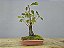 Pré Bonsai Fícus Organensis 7 Anos - Imagem 5