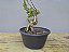 Pré Bonsai Shimpaku Itoigawa 12 Anos - Imagem 2