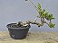 Pré Bonsai Shimpaku Itoigawa 12 Anos - Imagem 3