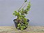 Pré Bonsai Shimpaku Itoigawa 12 Anos - Imagem 4