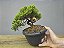 Pré Bonsai Procumbens 7 Anos - Imagem 2