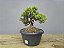 Pré Bonsai Procumbens 7 Anos - Imagem 3