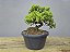 Pré Bonsai Procumbens 7 Anos - Imagem 4