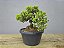 Pré Bonsai Procumbens 7 Anos - Imagem 5