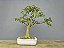 Bonsai Resedá 9 Anos - Imagem 1