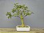Bonsai Resedá 9 Anos - Imagem 3