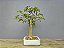 Bonsai Resedá 9 Anos - Imagem 4