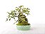 Bonsai Ulmus sobre rocha 7 anos - Imagem 2