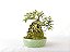 Bonsai Ulmus sobre rocha 7 anos - Imagem 4