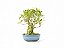 Bonsai Fícus Nerifólia 6 Anos - Imagem 1
