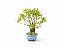 Bonsai Fícus Nerifólia 6 Anos - Imagem 2