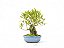 Bonsai Fícus Nerifólia 6 Anos - Imagem 3