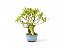 Bonsai Fícus Nerifólia 6 Anos - Imagem 4
