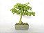 Bonsai Acer Kaede 10 Anos - Imagem 1