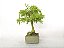 Bonsai Acer Kaede 10 Anos - Imagem 2