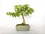 Bonsai Acer Kaede 10 Anos - Imagem 3