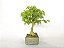 Bonsai Acer Kaede 10 Anos - Imagem 4