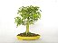 Bonsai Acer Kaede 10 Anos - Imagem 1