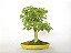 Bonsai Acer Kaede 10 Anos - Imagem 3