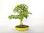 Bonsai Acer Kaede 10 Anos - Imagem 4