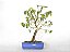 Bonsai Pitanga 10 Anos - Imagem 3