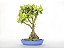 Bonsai Ixoria 11 Anos - Imagem 1
