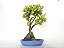 Bonsai Ixoria 11 Anos - Imagem 3