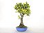 Bonsai Ixoria 11 Anos - Imagem 4