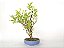 Bonsai de Murta-de-Cheiro 12 Anos - Imagem 2