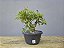 Pré Bonsai Acer Kaede 9 Anos - Imagem 3