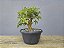 Pré Bonsai Acer Kaede 9 Anos - Imagem 4