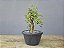 Pré Bonsai Acer Kaede 5 Anos - Imagem 2