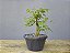 Pré Bonsai Acer Kaede 5 Anos - Imagem 3