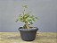 Pré Bonsai Acer Kaede 4 Anos - Imagem 1