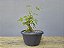 Pré Bonsai Acer Kaede 4 Anos - Imagem 4