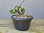 Pré Bonsai Shimpaku Kishu 5 Anos - Imagem 2