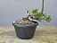 Pré Bonsai Shimpaku Kishu 5 Anos - Imagem 3