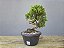 Pré Bonsai Shimpaku Kishu 7 Anos - Imagem 1